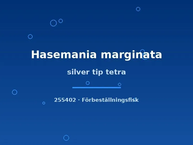 Näsets Ciklidhobby Silver Tip Tetra stimfisk md