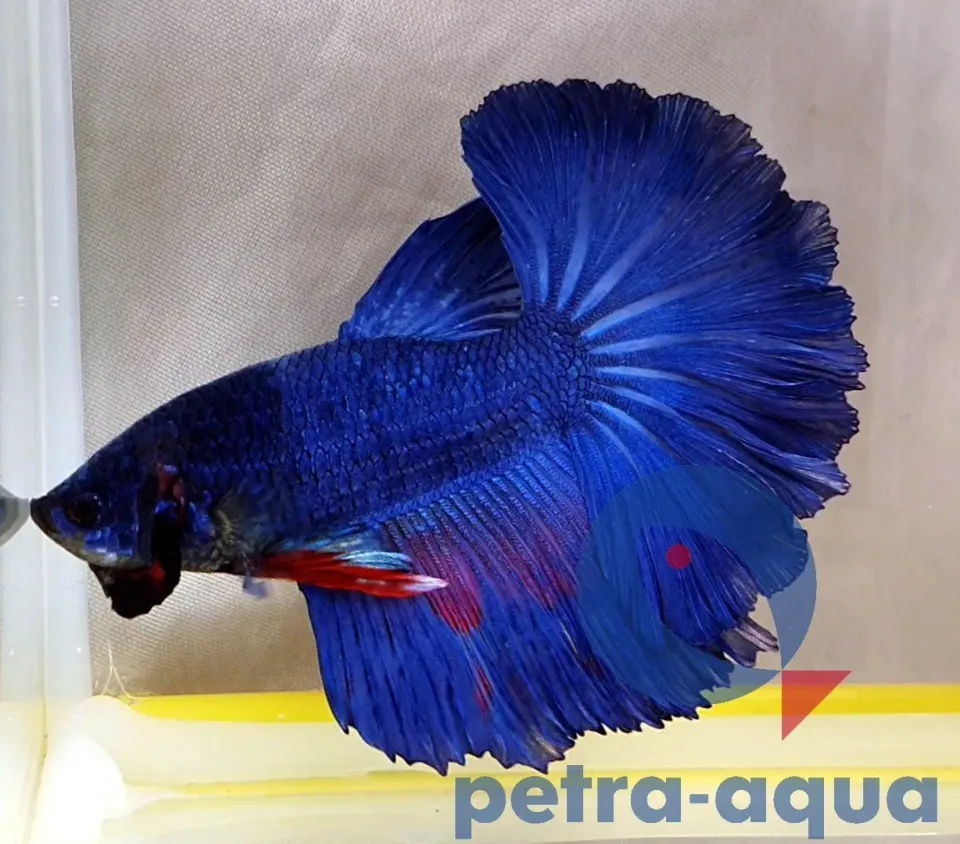 Näsets Ciklidhobby Betta spl. halfmoon akvariefisk XL blå hane