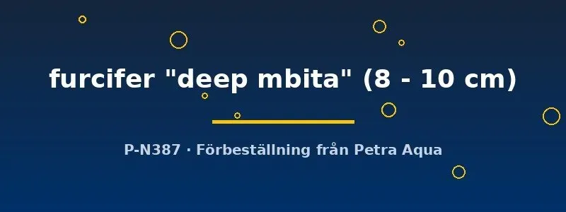 Näsets Ciklidhobby Deep Mbita ciklid 8–10 cm Tanganyika