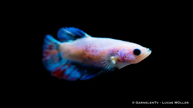Garnelen TV Halfmoon kampfiskhona Betta splendens färgmix