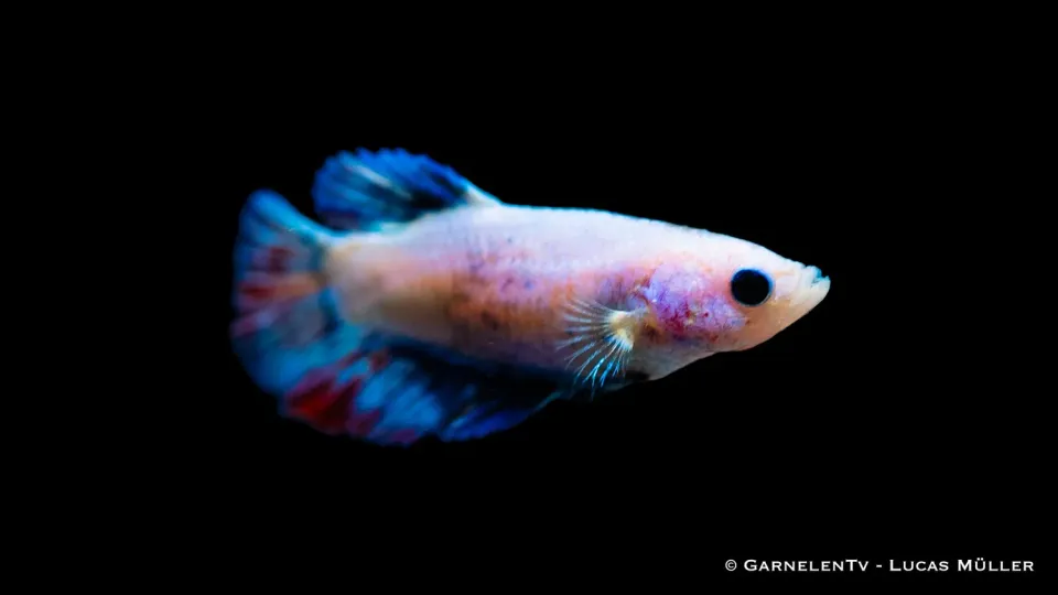 Garnelen TV Halfmoon kampfiskhona Betta splendens färgmix