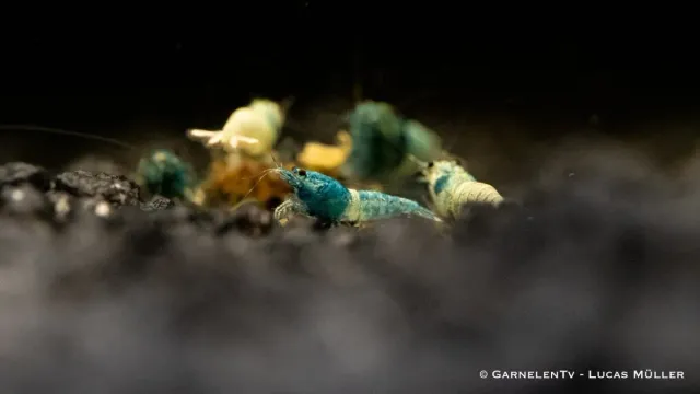 Garnelen TV Taiwan Bee Blue Bolt akvarieräka blåvit