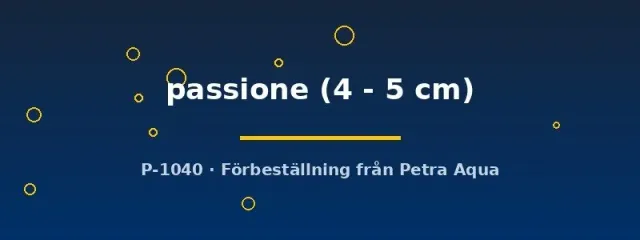 Näsets Pasion Thorichthys passione ciklid 4–5 cm parfisk