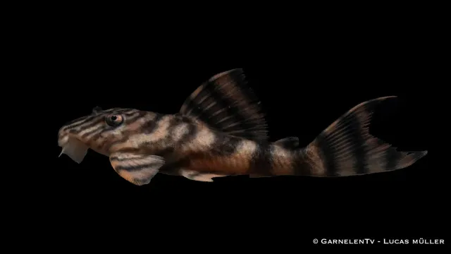 Garnelen TV L397 Tigermal 7 cm levande bottenfisk