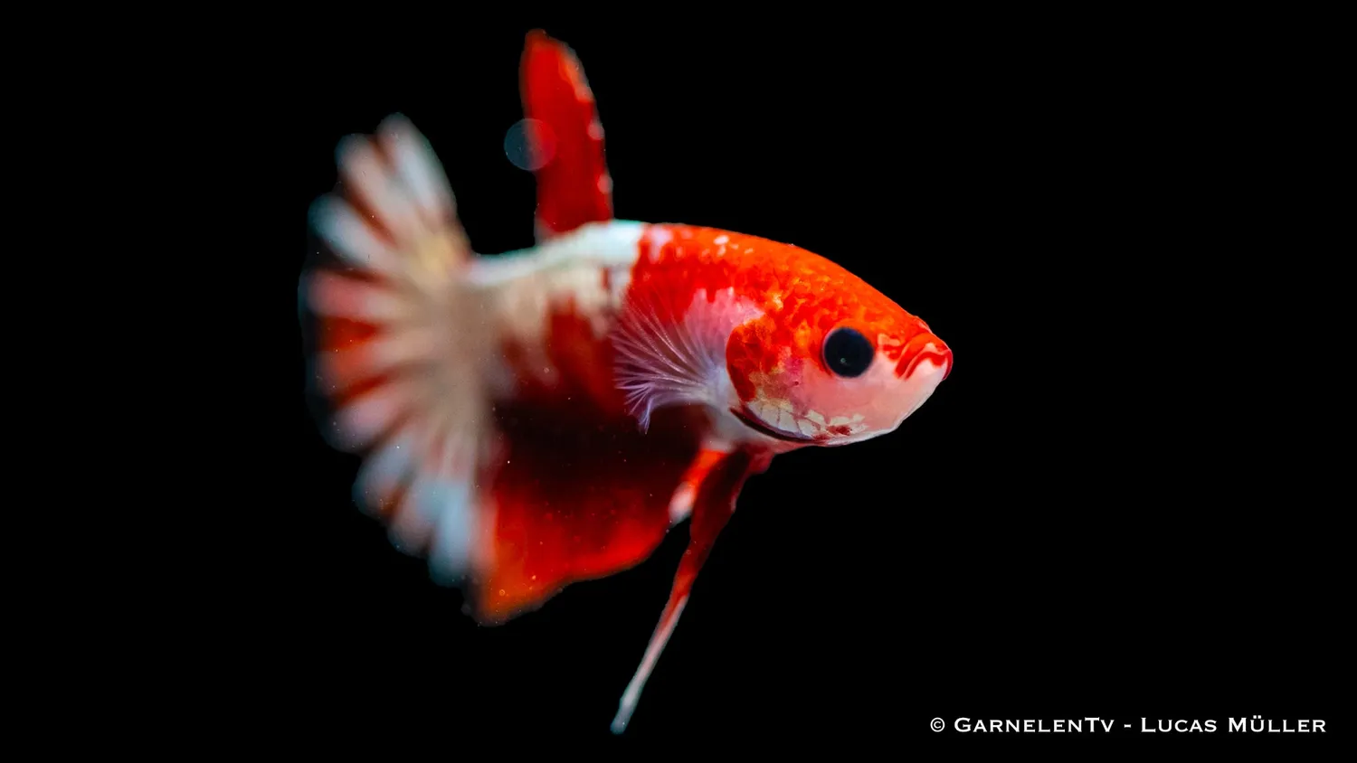 Garnelen TV Plakat Koi Hellboy kampfisk Betta splendens