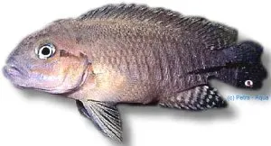 Näsets Ciklidhobby Telmatochromis burgeoni akvariefisk 5–7 cm