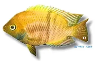 Näsets Ciklidhobby T-Bar Cichlid gold ciklid 3–4 cm