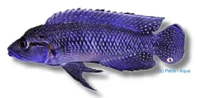 Telmatochromis Caninus ciklid 4–5 cm