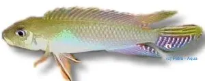 Näsets Ciklidhobby Nanochromis parilus Blue Kongo ciklid 4–5 cm