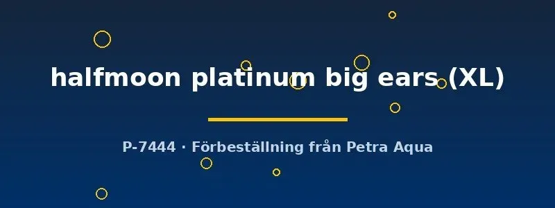 Betta Halfmoon Platinum Big Ears XL kampfisk hanne