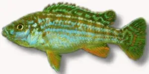 Näsets White Labido Pearl of Liko ciklid 5–6 cm vit