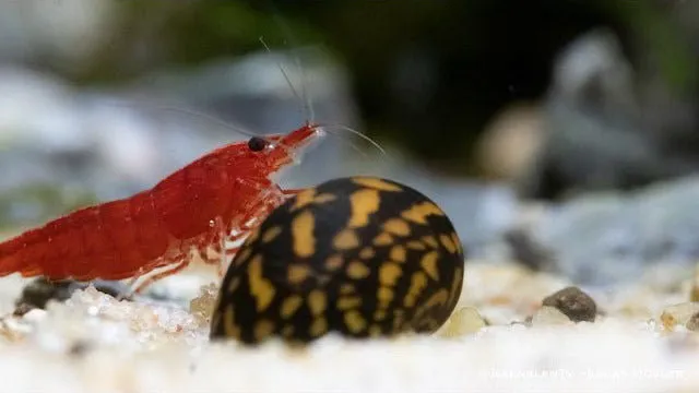 Garnelen TV Batik Neritina variegata algätande snäcka 1 st