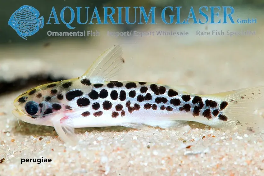 Näsets Ciklidhobby Tatia perugiae mal 3–5 cm randig