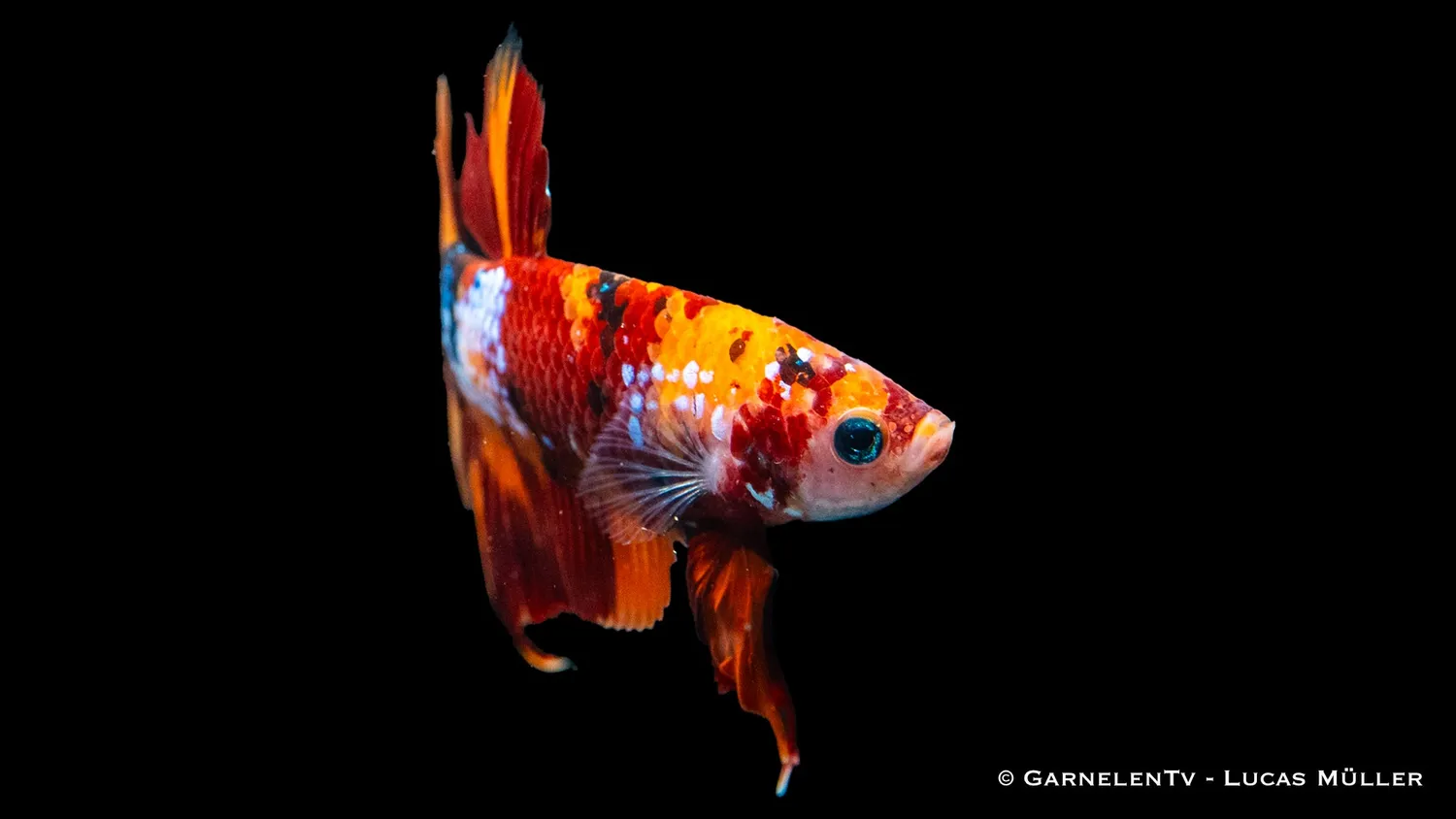 Garnelen TV Koi Galaxy Plakat kampfisk hane