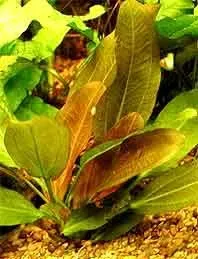 Näsets Ciklidhobby Echinodorus Lena akvarieväxt kruka
