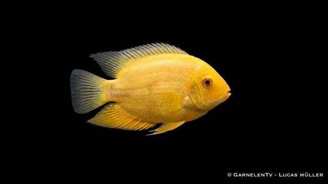 Garnelen TV Heros severum Gold ciklid guldgul