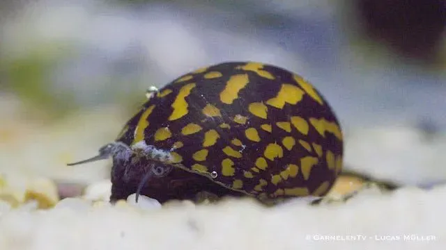 Garnelen TV Batik Neritina variegata algätande snäcka 1 st