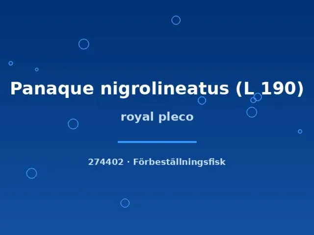 Panaque Royal pleco L190 malfisk 4–6 cm träätare