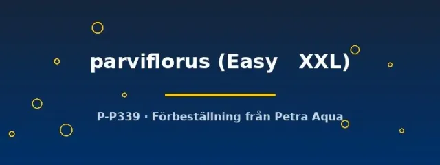 Näsets Ciklidhobby Echinodorus parviflorus växt Easy XXL