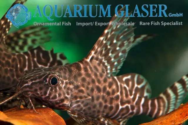 Näsets Ciklidhobby Synodontis eupterus mal 4–6 cm