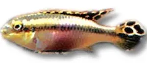 Näsets Ciklidhobby Pelvicachromis sp. yellow ciklid 4 cm