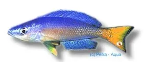 Näsets Ciklidhobby Bulu point ciklid 4–5 cm