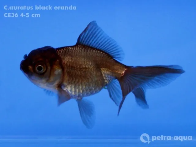 Näsets Ciklidhobby Carassius auratus black oranda guldfisk 4–5 cm