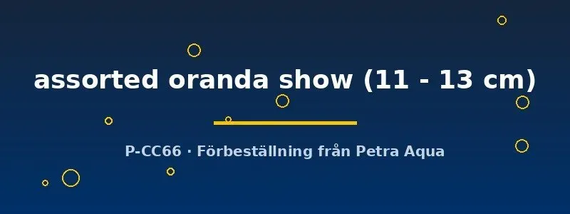 Näsets Ciklidhobby Oranda Show slöjstjärt 11–13 cm kallvatten