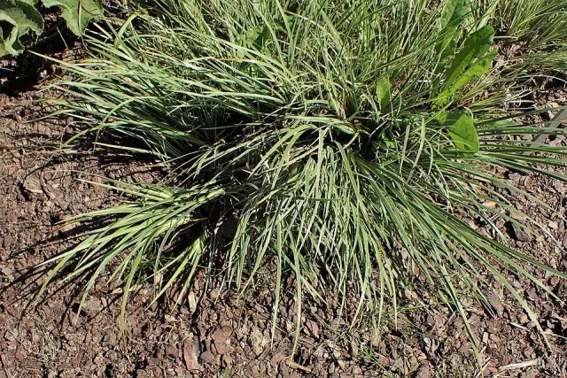 Näsets Ciklidhobby Acorus gramineus PT akvarieväxt förgrund