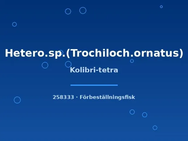 Näsets Ciklidhobby Kolibri-tetra akvariefisk md stimfisk
