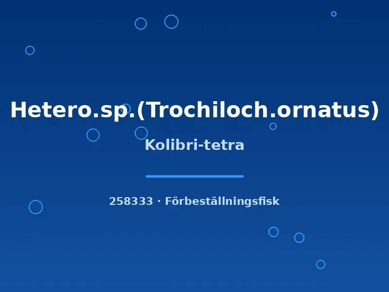Näsets Ciklidhobby Kolibri-tetra akvariefisk md stimfisk
