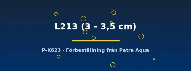 Näsets Ancistrus L213 mal 3–3,5 cm algätare