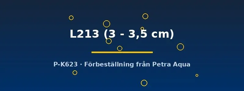 Näsets Ancistrus L213 mal 3–3,5 cm algätare