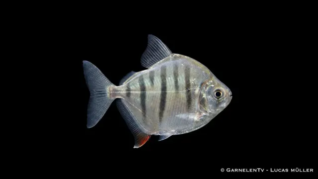 Garnelen TV Metynnis fasciatus skivtetra randig