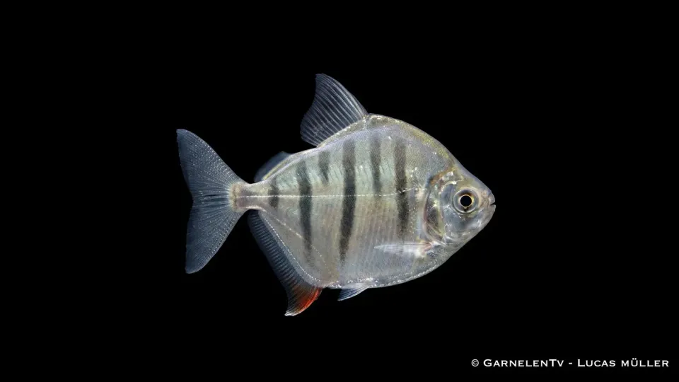 Garnelen TV Metynnis fasciatus skivtetra randig