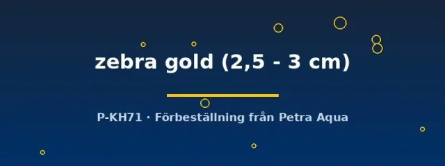 Pterophyllum scalare zebra gold skalar 2,5–3 cm