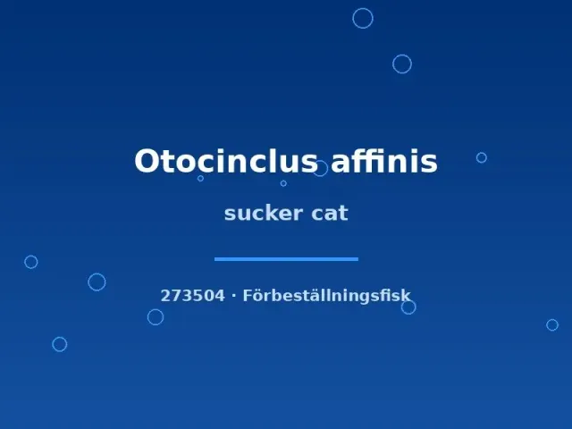 Näsets Ciklidhobby Otocinclus affinis mal  md–lg algätare