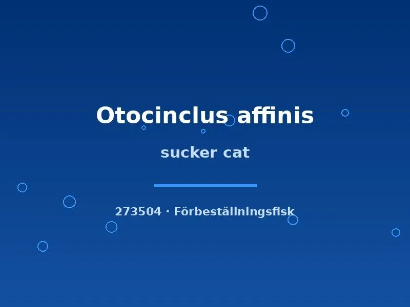 Näsets Ciklidhobby Otocinclus affinis mal  md–lg algätare
