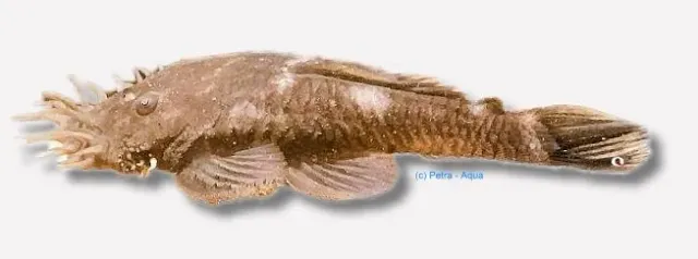 Näsets Ciklidhobby L034 Ancistrus mal 4–6 cm algätare