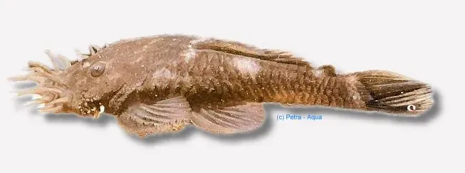 Näsets Ciklidhobby L034 Ancistrus mal 4–6 cm algätare