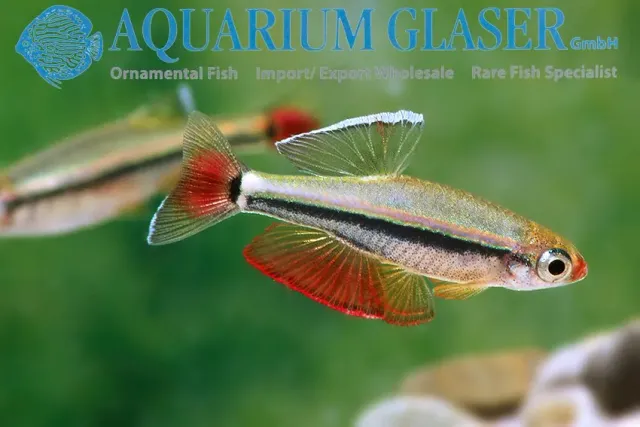 Tanichthys micagemmae wild fisk md-lg