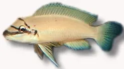 Näsets Ciklidhobby Chalinochromis brichardi >8 cm ciklid