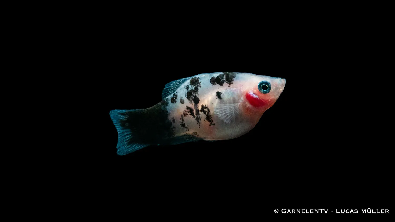 Garnelen TV Dalmatiner Xiphophorus maculatus platy