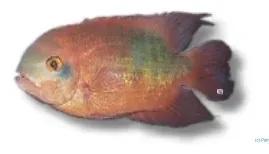 Näsets Ciklidhobby Smaragd Ciklid akvariefisk 5–6 cm