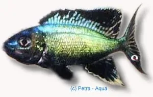 Näsets Furcifer Kigoma ciklid akvariefisk 4–5 cm Tanganyika
