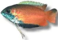 Näsets Ciklidhobby Honungsgurami akvariefisk 3,5–4 cm röd