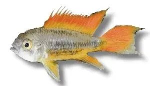 Apistogramma cacatuoides orange dvärgciklid XL