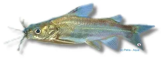 Näsets Ciklidhobby Mystus gulio mal akvariefisk 4–5 cm