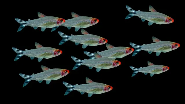 Garnelen TV Rotkopfsalmler Großschwarm Set stimfisk 20-pack rödhuvad