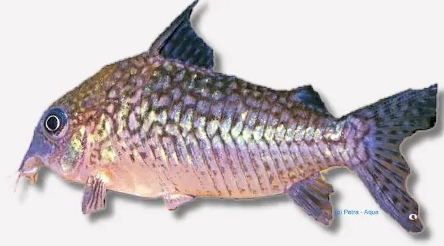 Corydoras sodalis pansarmal 3,5–4 cm stimfisk